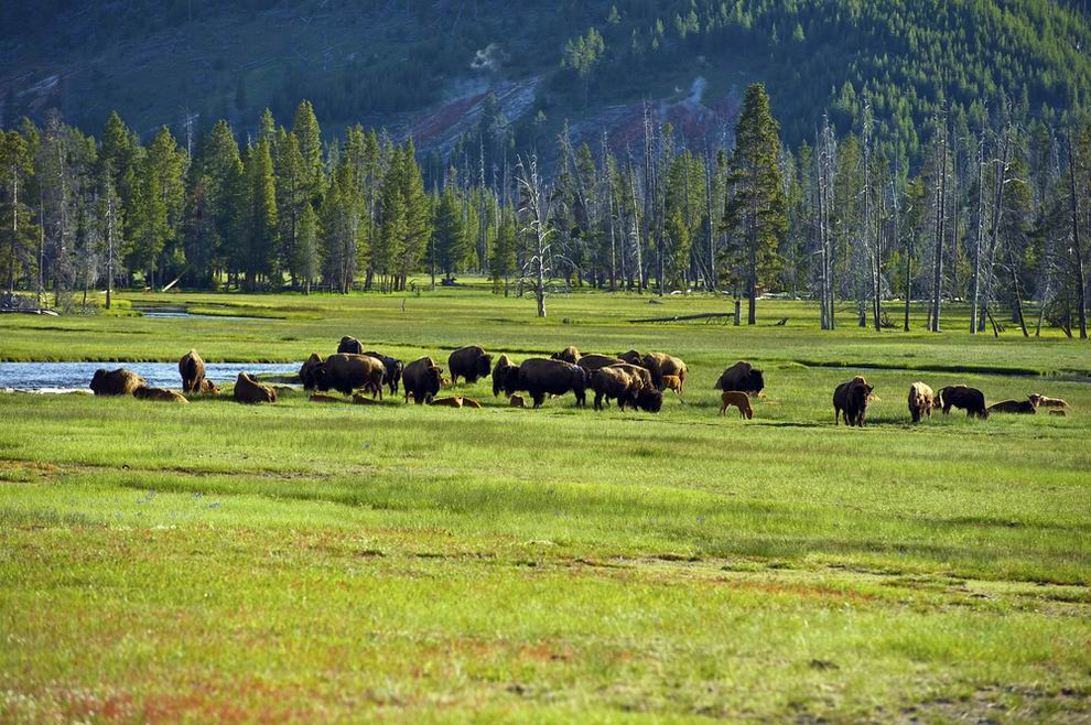 Yellowstone nemzeti park állatok