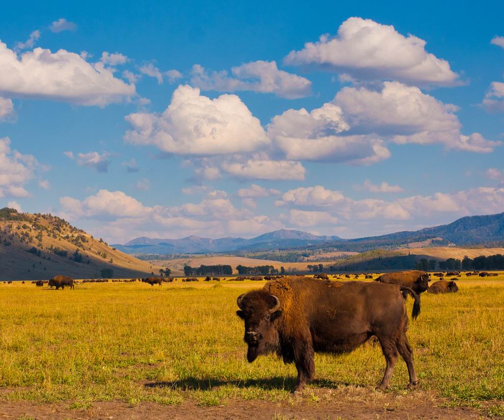 Yellowstone nemzeti park állatvilág