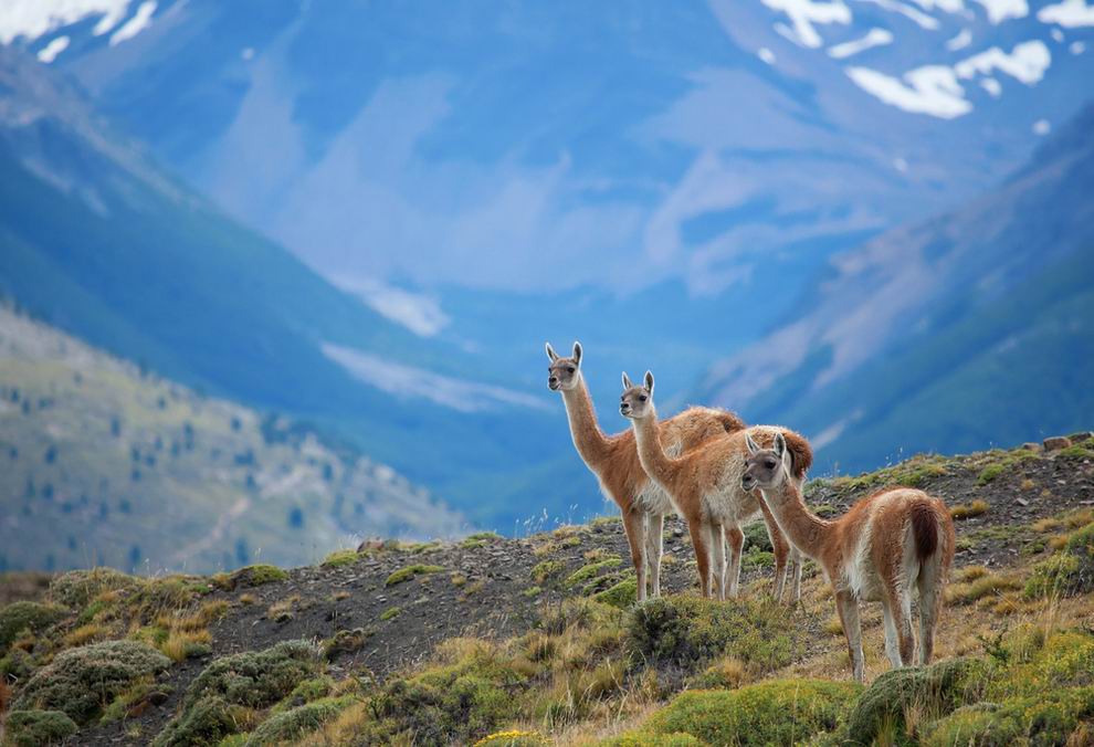 torres del paine