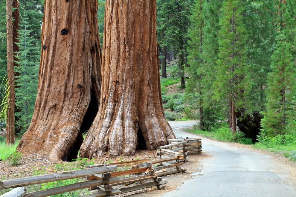 yosemite mariposa grove