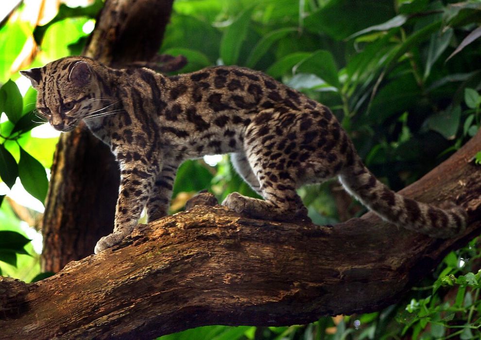 Leopardus_wiedii, By Malene Thyssen (User Malene) - Own work, CC BY-SA 3.0, 