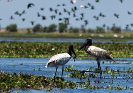 Crooked Tree Wildlife Sanctuary - jaribu stork