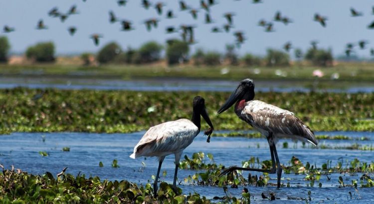 Crooked Tree Wildlife Sanctuary - jaribu stork
