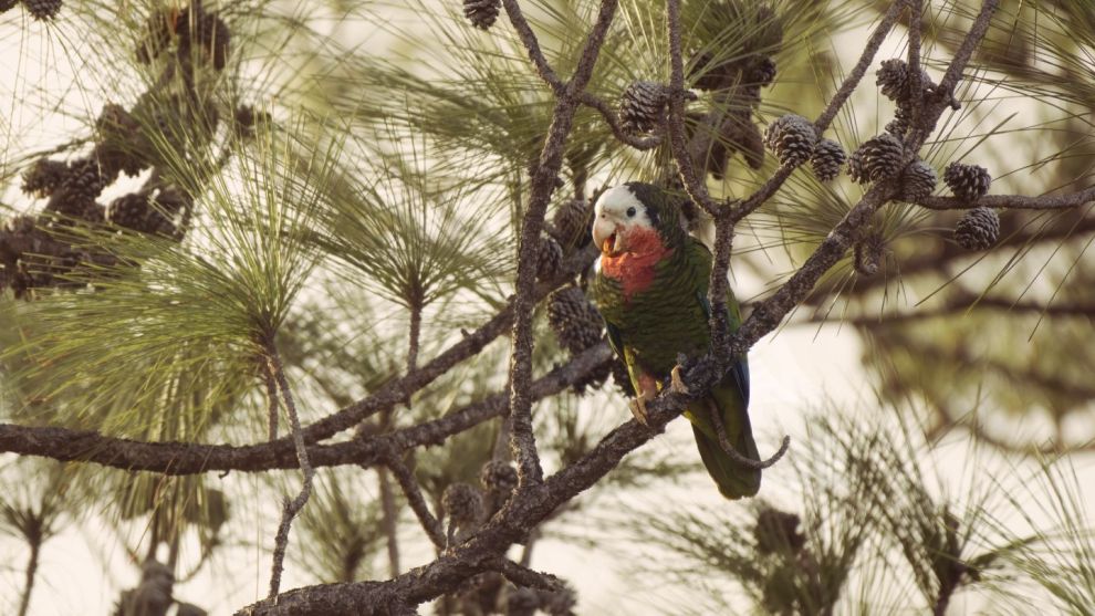 Abaco Parrot