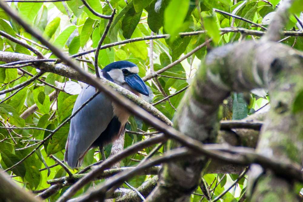 Boat-billed heron