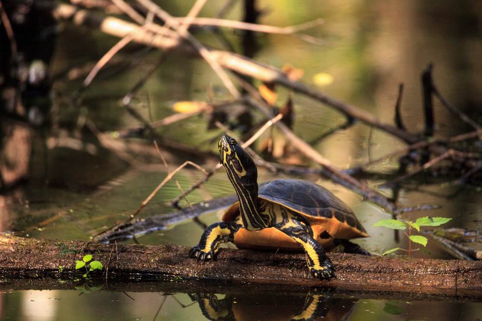 Corkscrew Swamp Sanctuary - Florida