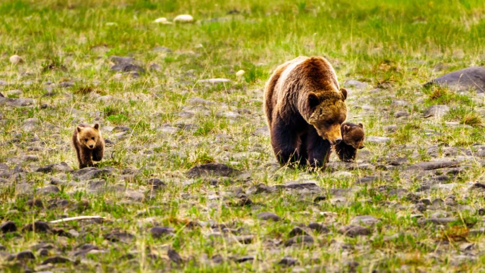 Grizzly medve, Jasper Nemzeti Park
