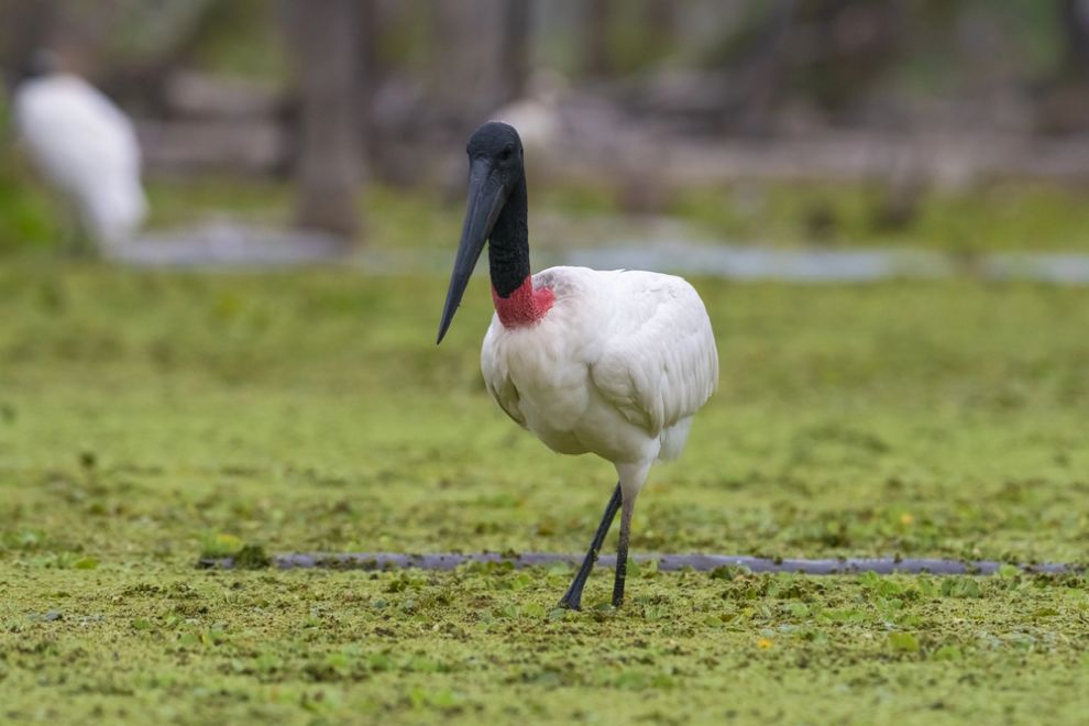 Jabiru gólya