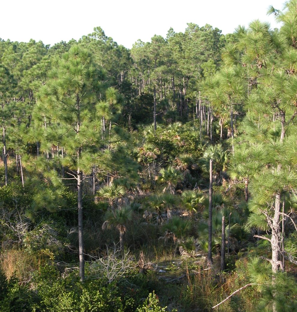Pinus caribaea var. bahamensis