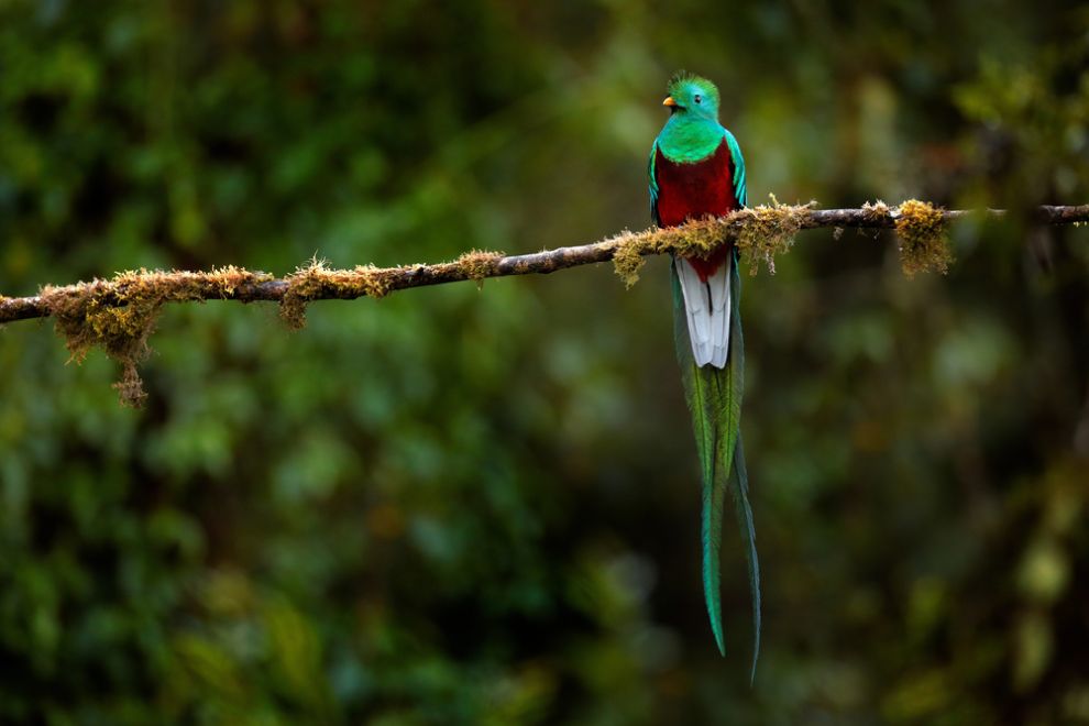 Quetzal