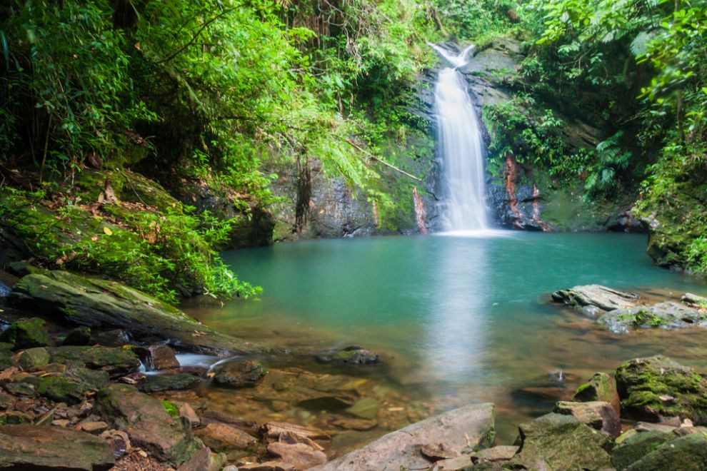 Tiger Fern waterfall 