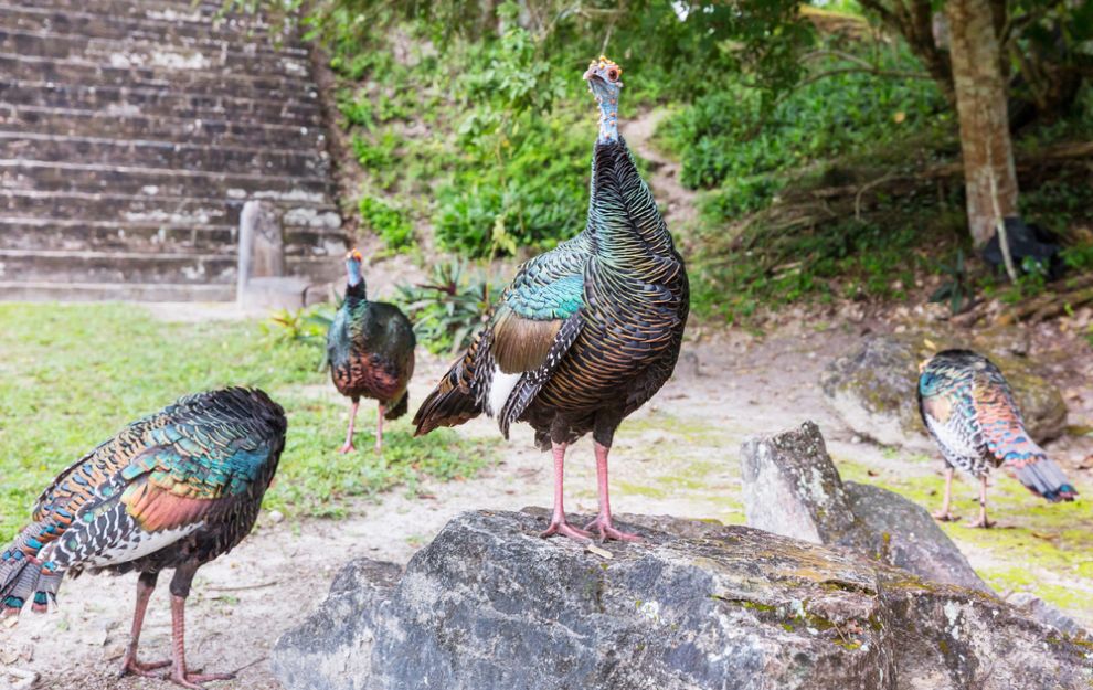Tikal National Park, Wild Ocellated turkey