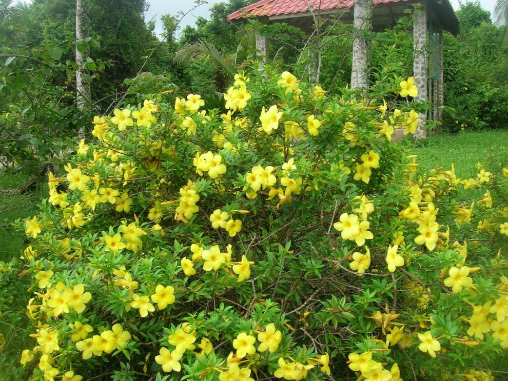 Blue Hole National Park Blume