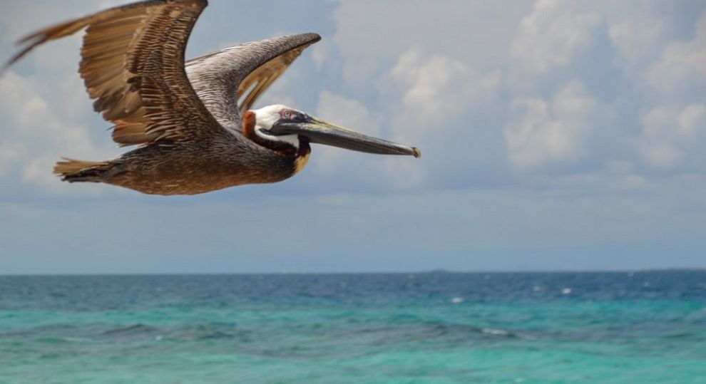 Laughing Bird Caye National Park - Brown pelican