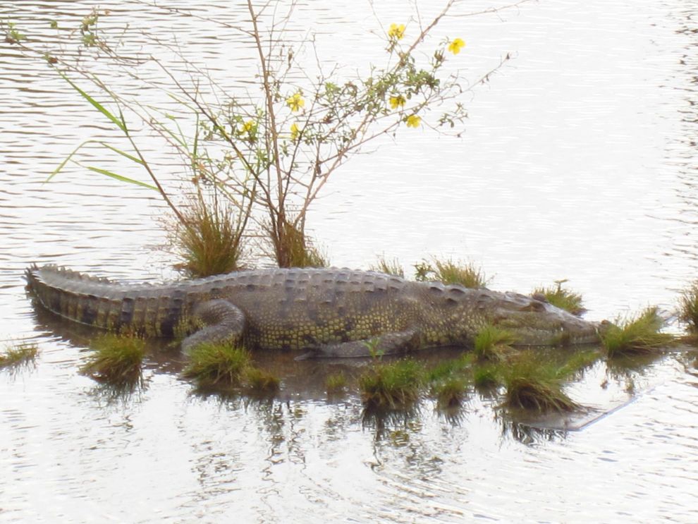 Crooked Tree Wildlife Sanctuary - crocodil