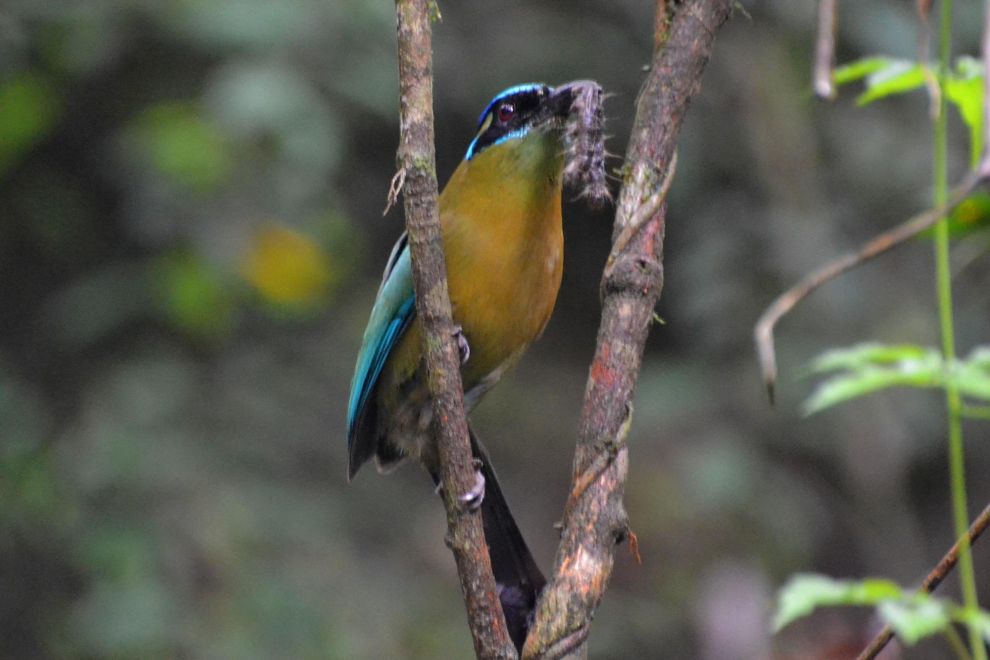 Blue Hole National park - Motmot