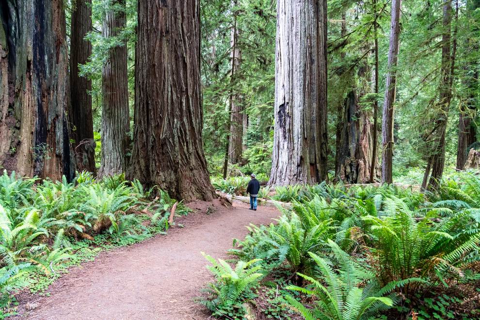 redwood national park