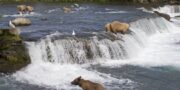 Katmai Nemzeti Park