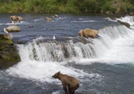 Katmai Nemzeti Park