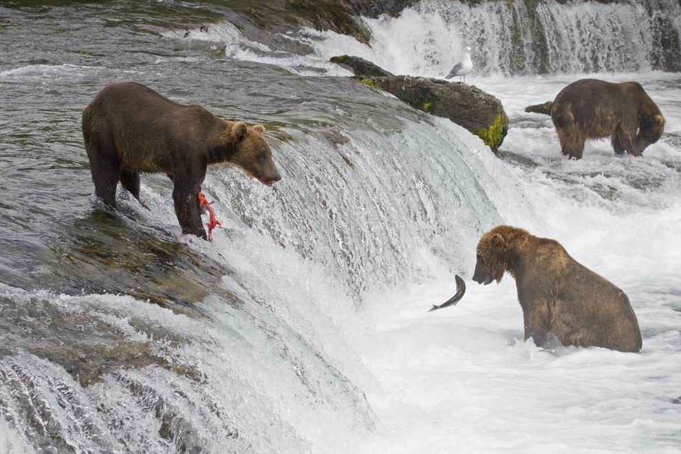 Katmai Nemzeti Park barnamedvék