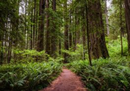 Redwood nemzeti park USA
