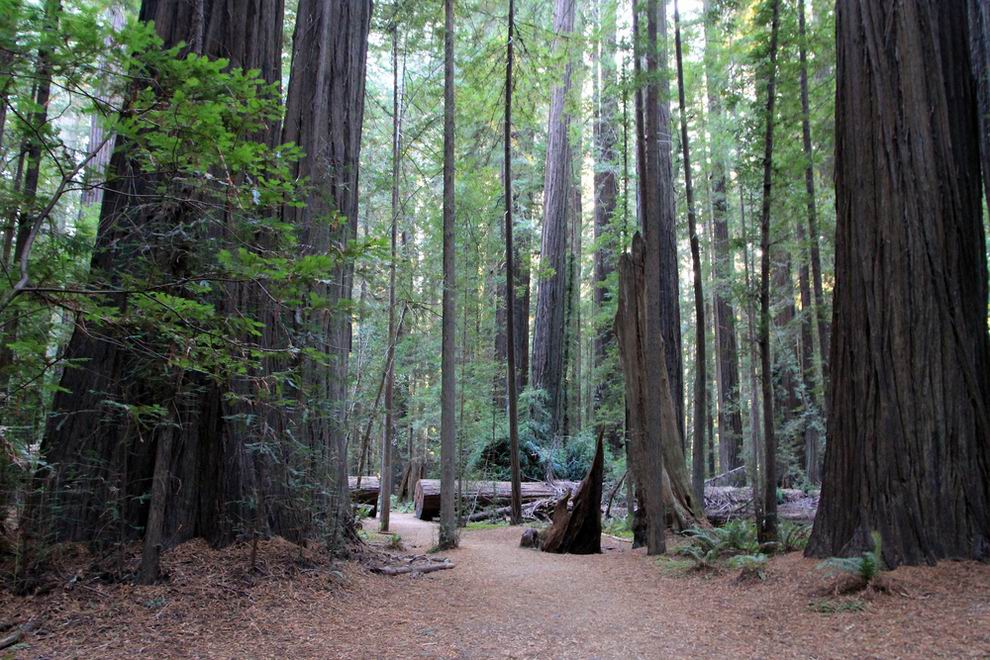 Redwood Nemzeti Park Kalifornia