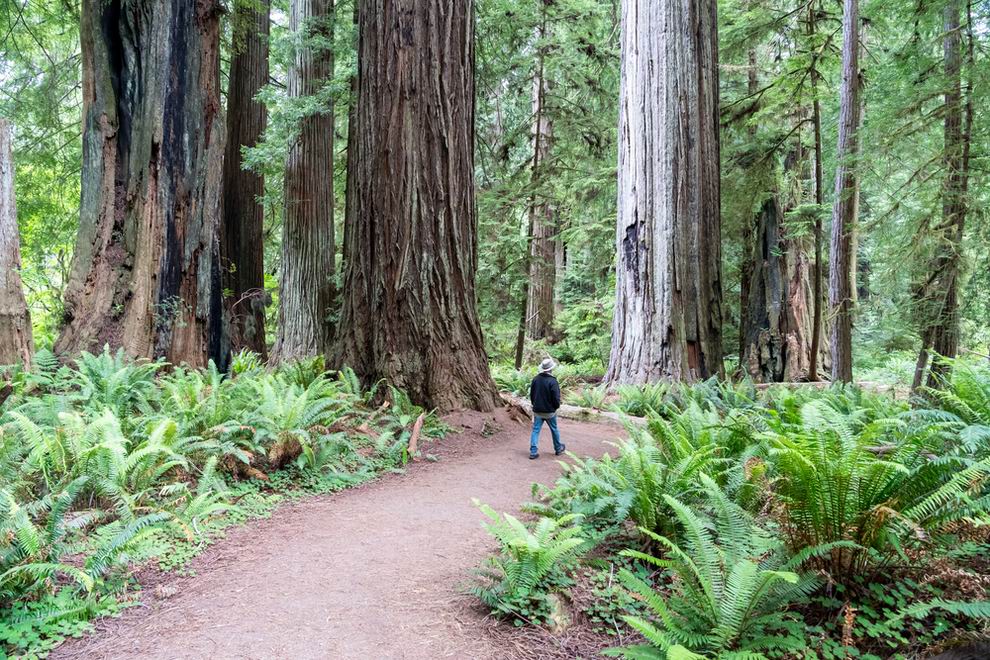 Redwood Nemzeti Park
